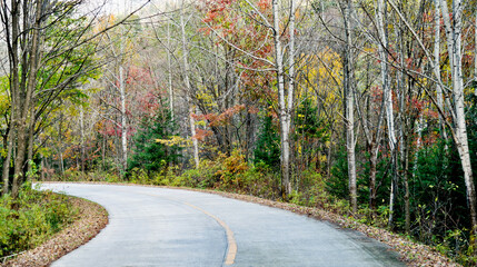 Curved road with trees and grass on roadside