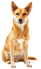 Canaan Dog dog Full body