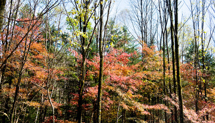 Fall foliage in the autumn season
