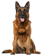 Tornjak dog with full body