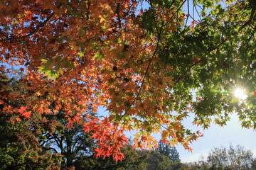 紅葉したモミジと太陽