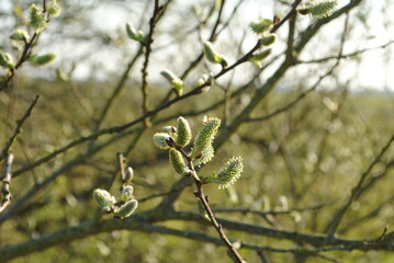 Natur in Deutschland 