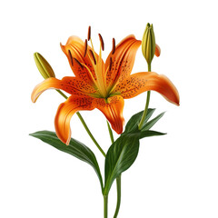 Tiger Lily flower isolated on transparent background