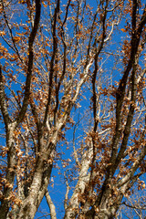 Santuario della Madonna del Faggio, comune di Porretta Terme, provincia di Bologna, Emilia Romagna