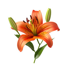 Tiger Lily flower isolated on transparent background