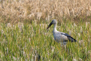 Asian Openbill