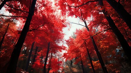 he leaves of the trees turn a deep shade of red