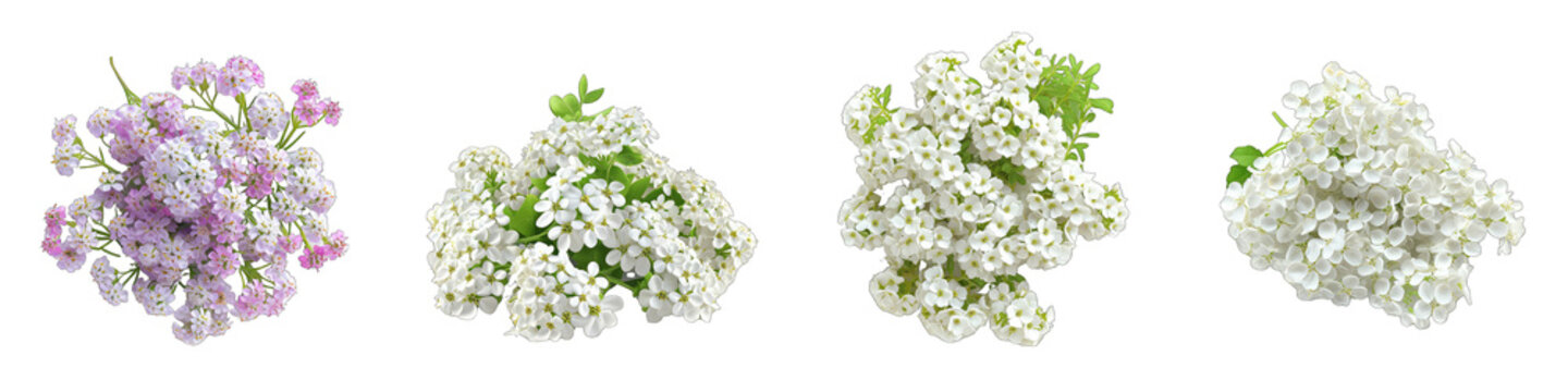 Candytuft Flower Pile Of Heap Of Piled Up Together Hyperrealistic Highly Detailed Isolated On Transparent Background Png File