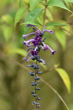 Purple butterfly bush flower panicle