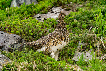 直立するライチョウ