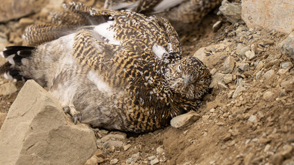 ライチョウの砂浴び