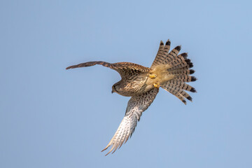 Eurasian Kestrel