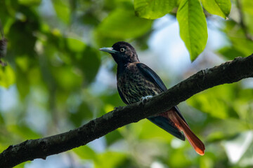 Maroon Oriole