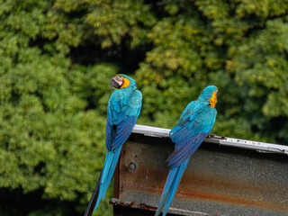 A pair of Blue-and-Yellow Macaws facing away from the camera on top of a billboard