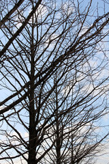 Multiple tree branches abstract background, leafless tree branches against sky