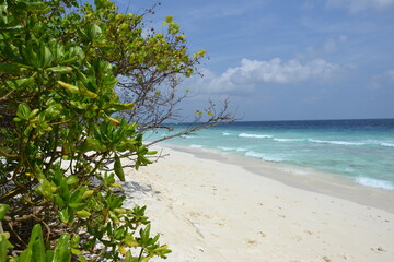 beach with palm trees