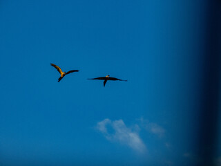 Pair of Blue-and-Yellow Macaws flying together in Caracas