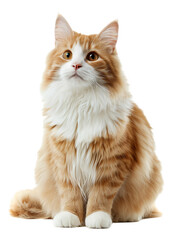 A Scottish Straight Longhair cat