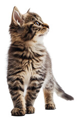 A Scottish Straight Longhair cat