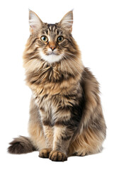 An image of a full body Siberian cat.