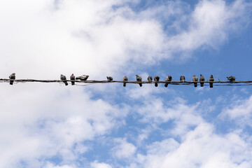 birds on wires