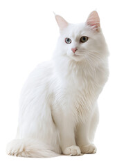 Obraz premium Turkish Angora cat