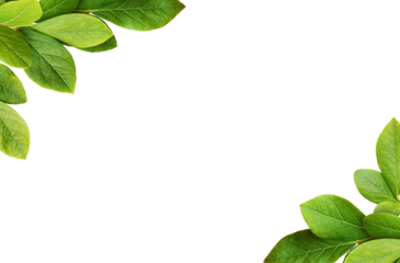 Green leaves of blueberry in a corner arrangements isolated on white or transparent background