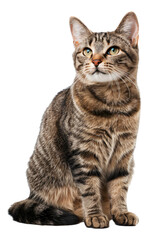 An American Wirehair cat