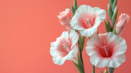  three white and pink flowers in a vase on a pink background with a pink wall in the background and a pink wall in the background with a few pink flowers in the foreground.