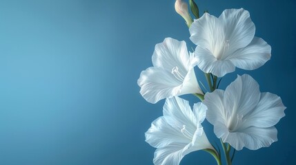  a close up of three white flowers on a blue background with a place for a text on the bottom of the image and the bottom right side of the image.