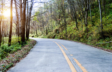 Fototapeta na wymiar Empty road in the forest