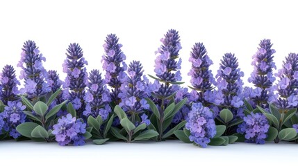  a bunch of purple flowers with green leaves on a white background with a white back ground and a line of purple flowers with green leaves on a white back ground.