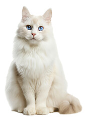 An image of a Burmilla Longhair cat's full body.