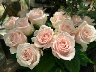 ピンクのバラの花のアップ