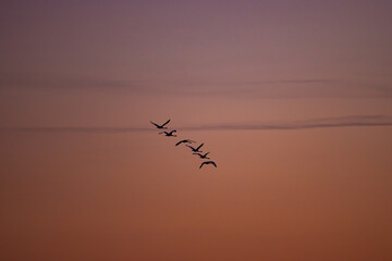 Silhouettes of wild swans flying in the colorful sky at sunset. Cygnus birds on the sky