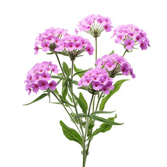 Verbena flower isolated on transparent background