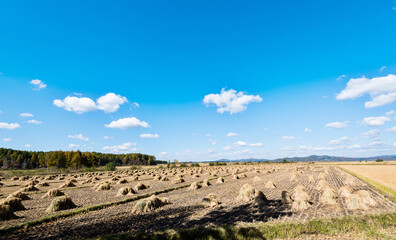Haystack piled up in a rice field