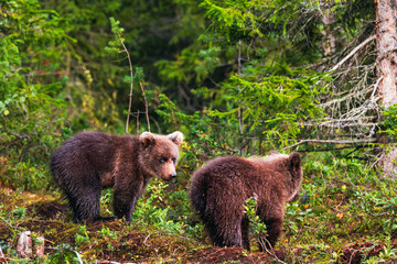 Fototapeta premium brown bear cub