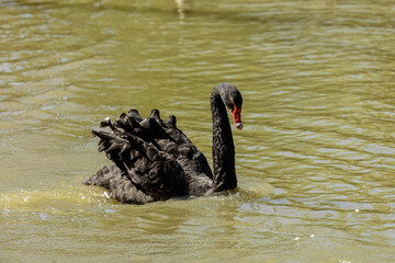 Naklejka premium The black swan (Cygnus atratus). Species of swan from Australia.