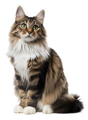 A Kurilian Bobtail cat