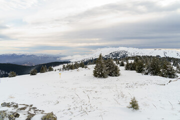 Winter nature snow landscape in the mountains. Fir trees under the snow.. High quality photo
