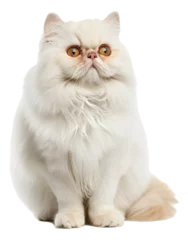 Fotobehang persian cat isolated on white © Anthony