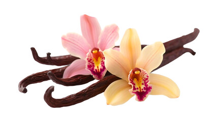Focused Vanilla pods and yellow vanilla flowers isolated on transparent background