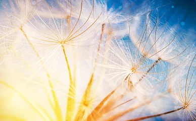  stunning photo of dandelion seeds with defocusing © Milena Wi