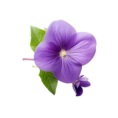 Violet flower isolated on transparent background
