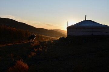 mongolian ger (yurt) at sunrise