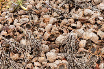 Massive piles of coconuts. Heap of green and brown coconut.
