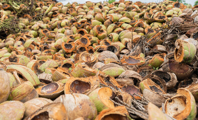 Massive piles of coconuts. Heap of green and brown coconut.