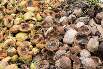 Massive piles of coconuts. Heap of green and brown coconut.