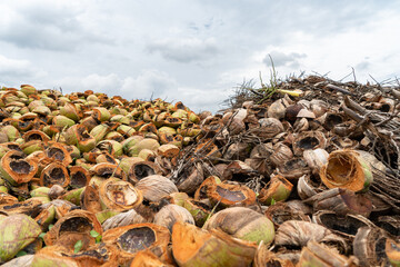 Massive piles of coconuts. Heap of green and brown coconut.